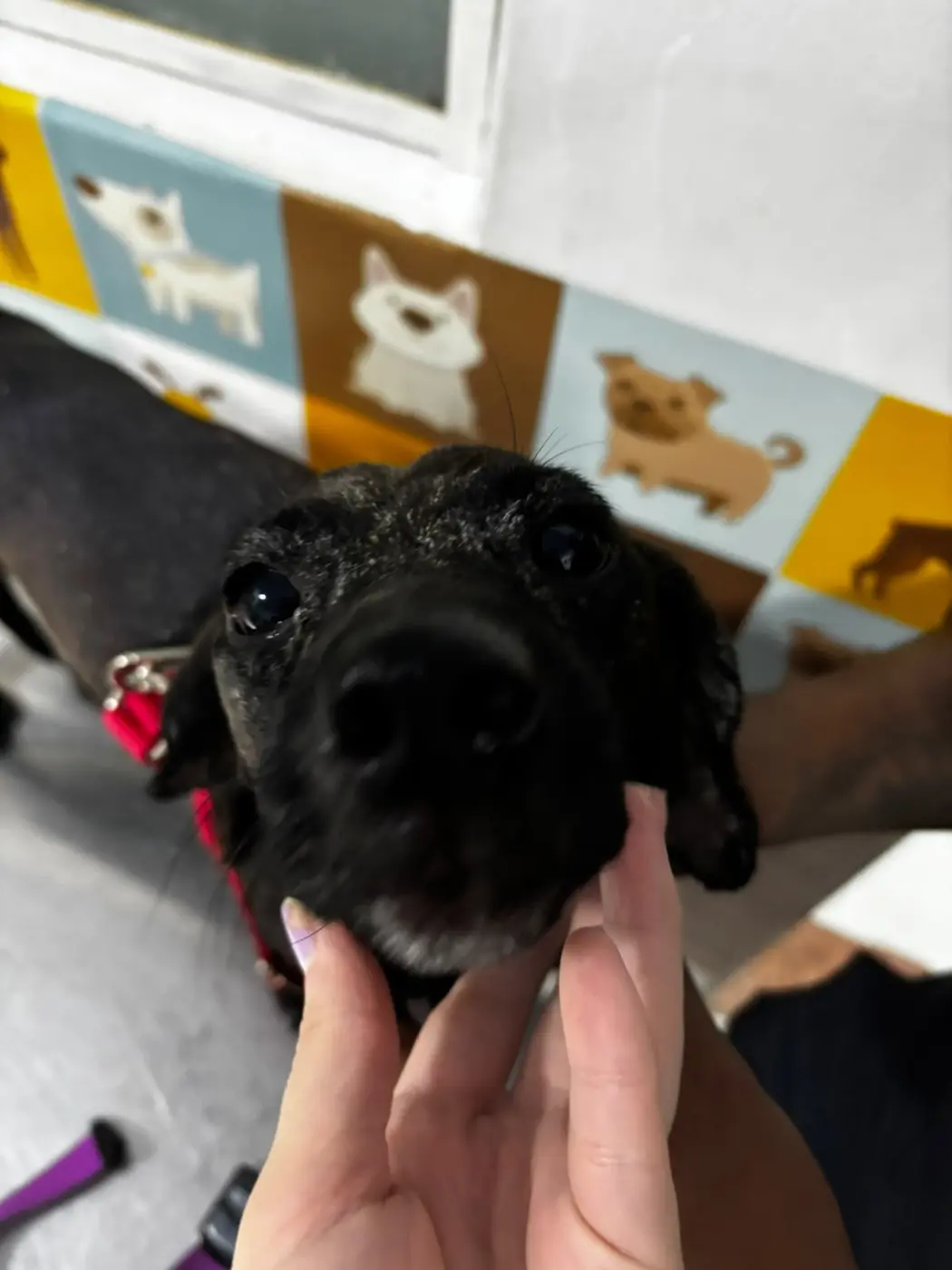 Veterinária acariciando um cão no colo
