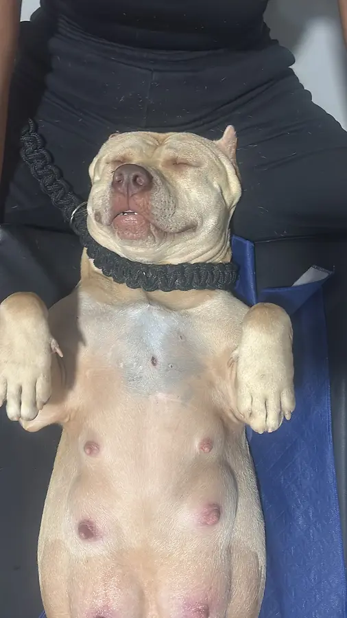 Cão tranquilo e em segurança sob cuidado da equipe